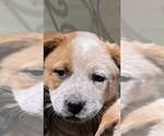Small #1 Australian Cattle Dog