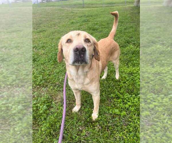 Medium Photo #2 Labrador Retriever-Unknown Mix Puppy For Sale in Abbeville, LA, USA