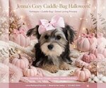 Jenna - Female YorkiePoo Puppy for Sale - Small photo