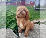 Small #4 Cavapoo (Miniature)
