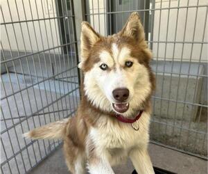 Siberian Husky Dogs for adoption in Martinez, CA, USA