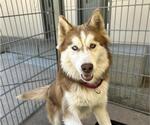 Small Siberian Husky