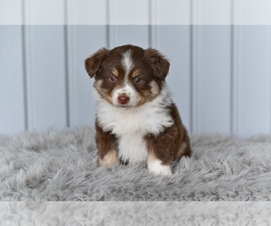 Miniature Australian Shepherd Puppy for sale in MILLERSBURG, OH, USA