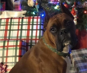 Father of the Boxer puppies born on 02/09/2026