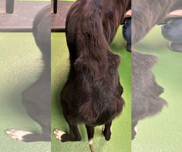 Medium Photo #2 Pyrenees Border Collie Puppy For Sale in Rustburg, VA, USA