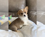 Small Photo #1 Pembroke Welsh Corgi Puppy For Sale in BILLINGS, MO, USA