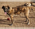Small #5 Catahoula Leopard Dog-Great Pyrenees Mix