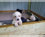 Small Photo #8 Labrador Retriever Puppy For Sale in LEBANON, MO, USA