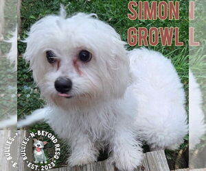 Maltese-Unknown Mix Dogs for adoption in Omaha, NE, USA