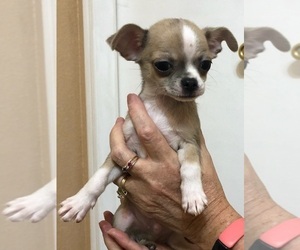 Chihuahua Puppy for Sale in WINDER, Georgia USA