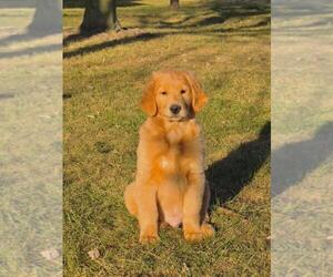 Golden Retriever Puppy for sale in GORDONVILLE, PA, USA