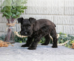 Small Photo #13 Schnauzer (Miniature) Puppy For Sale in BALTIC, OH, USA