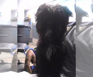 Poodle (Miniature)-Unknown Mix Dogs for adoption in Tallahassee, FL, USA