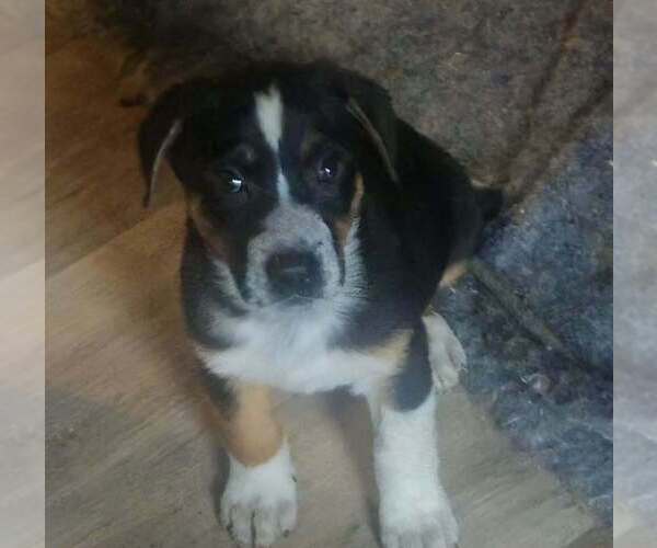 Medium Photo #3 Australian Shepherd-Unknown Mix Puppy For Sale in Aurora, IN, USA