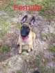 Small Photo #6 Belgian Malinois Puppy For Sale in NORTH PORT, FL, USA