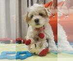 Puppy 3 Maltese-Poodle (Toy) Mix