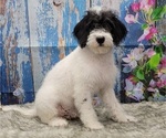 Small Photo #12 Miniature Labradoodle Puppy For Sale in BLAKESBURG, IA, USA