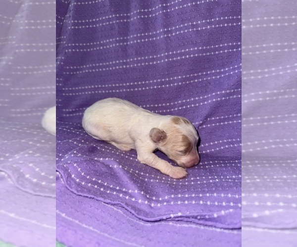 Medium Photo #2 Cavapoo-Poodle (Miniature) Mix Puppy For Sale in MUNFORDVILLE, KY, USA