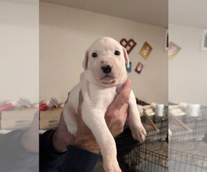 American Pit Bull Terrier-German Shepherd Dog Mix Dogs for adoption in Stephens City, VA, USA