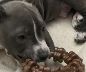 Staffordshire Bull Terrier Puppy for sale in KELLER, TX, USA