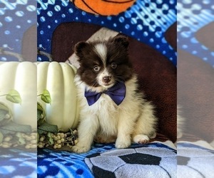 Pomeranian Puppy for sale in CHRISTIANA, PA, USA