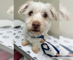 Small #1 Havanese