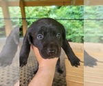 Small Photo #6 Labrador Retriever Puppy For Sale in CONNELLYS SPRINGS, NC, USA