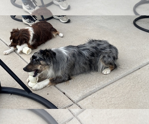Medium Photo #1 Miniature Australian Shepherd Puppy For Sale in STRASBURG, CO, USA