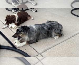 Father of the Miniature Australian Shepherd puppies born on 06/03/2026