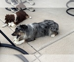 Small Photo #1 Miniature Australian Shepherd Puppy For Sale in STRASBURG, CO, USA