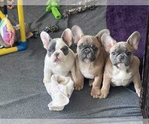 French Bulldog Puppy for sale in PERRIS, CA, USA
