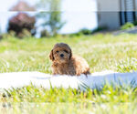 Small Photo #5 Poodle (Miniature)-Zuchon Mix Puppy For Sale in WARSAW, IN, USA