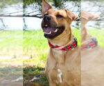 Small #2 American Pit Bull Terrier Mix