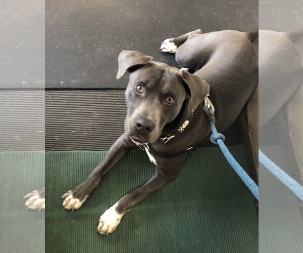 Medium Photo #21 American Staffordshire Terrier-Labrador Retriever Mix Puppy For Sale in Holly Springs, NC, USA