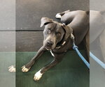 Small #20 American Staffordshire Terrier-Labrador Retriever Mix
