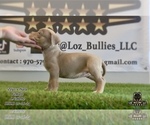 Small Photo #1 American Bully Puppy For Sale in GREELEY, CO, USA
