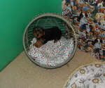 Small #2 Yorkshire Terrier