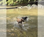 Small #3 American Pit Bull Terrier Mix