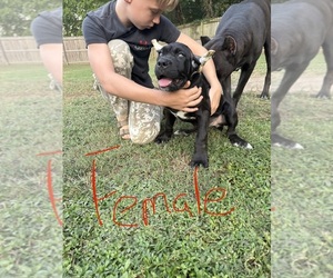 Cane Corso Puppy for Sale in PARAGOULD, Arkansas USA