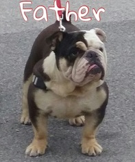 Father of the Bulldog puppies born on 05/21/2016