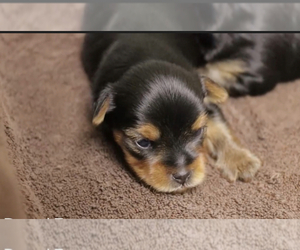 Yorkshire Terrier Puppy for sale in CLIFFWOOD, NJ, USA