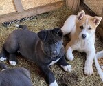 Small Photo #2 Akita Puppy For Sale in SEVILLE, OH, USA