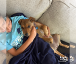 Small #10 Labrador Retriever Mix