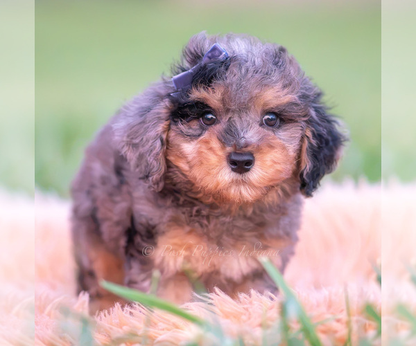 Medium Photo #19 Poodle (Toy) Puppy For Sale in WARSAW, IN, USA
