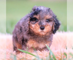 Small #4 Poodle (Toy)