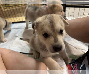 Siberian Husky Dogs for adoption in Holly Springs, NC, USA