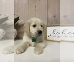 Puppy Lime Green Golden Retriever