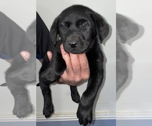 Labrador Retriever Puppy for sale in OSYKA, MS, USA