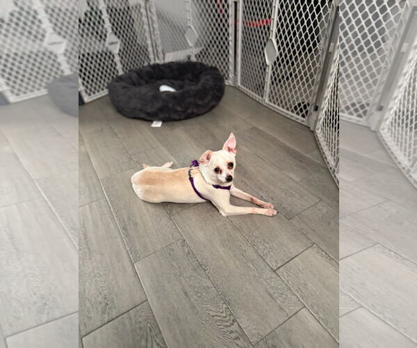 Medium Photo #3 Chihuahua Puppy For Sale in Orlando, FL, USA