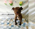 Small #4 American Pit Bull Terrier Mix